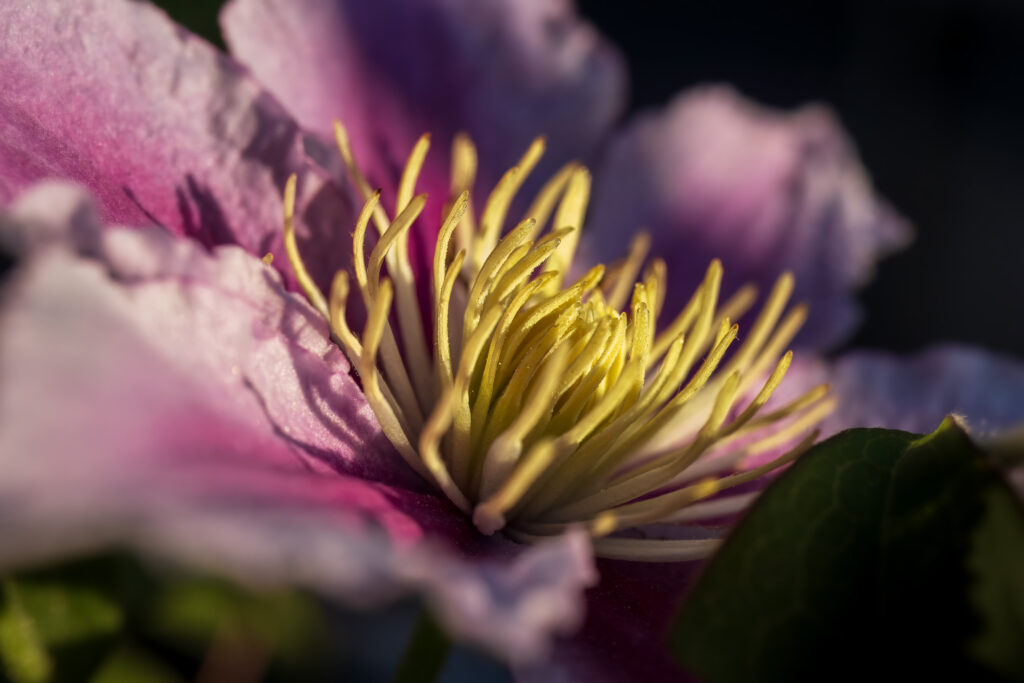 Clematis