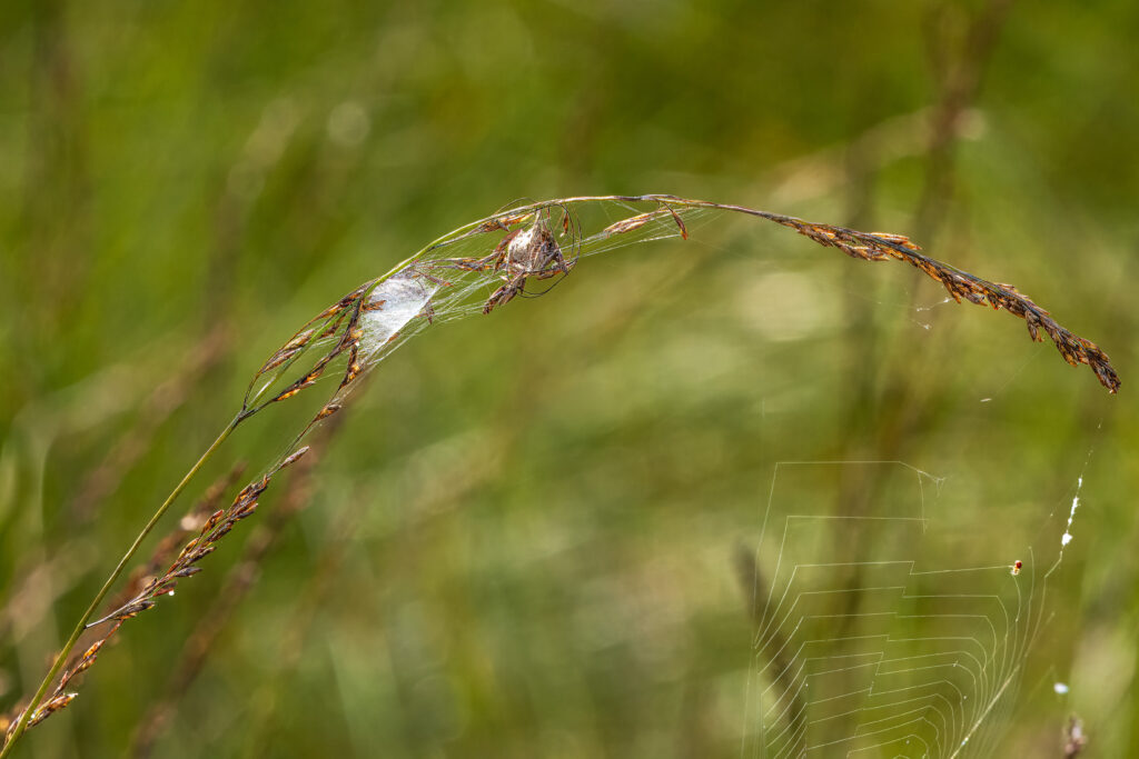 Spinnenarbeit