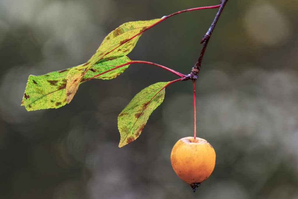 Zierapfel