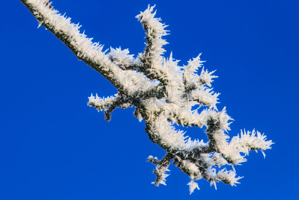 Apfelbaum mit Rauhreif