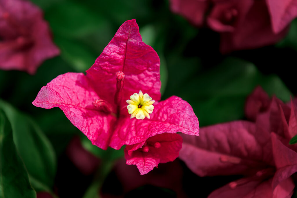 Bougainvillea spectabilis
