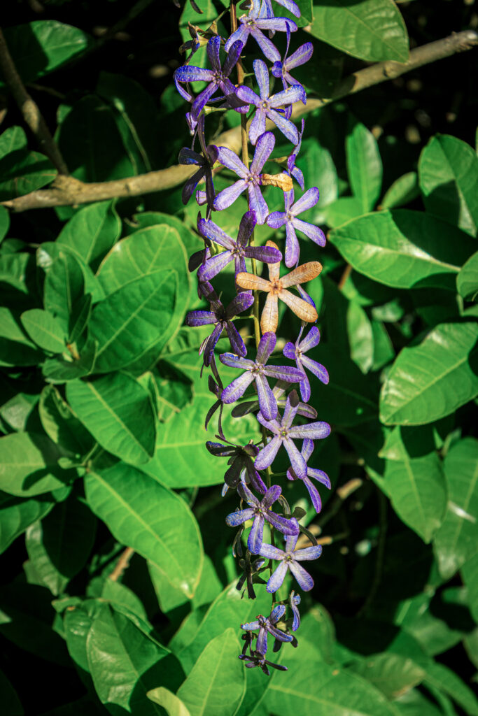 Petrea volubilis / Purpurkranz
