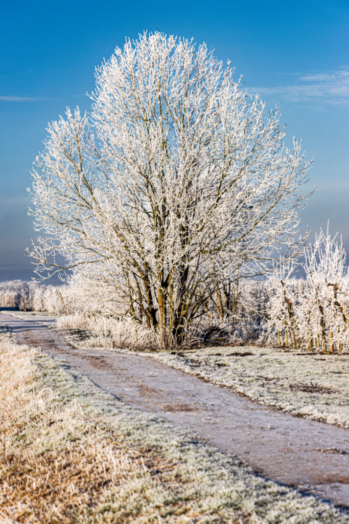 Rauhreif im Alten Land