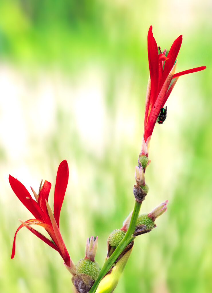 Westindisches Blumenrohr