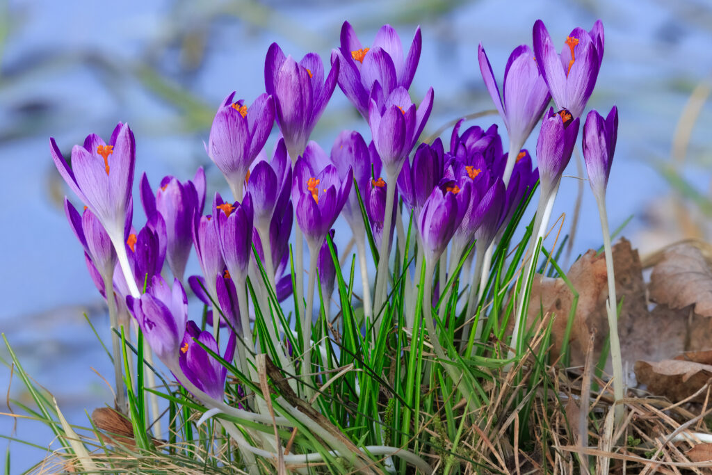 Krokusse