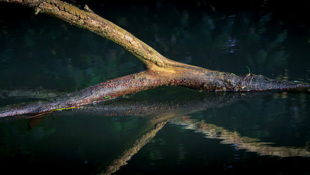 Totholzast mit Reflexion