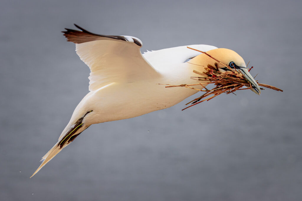 Basstölpel im Flug mit Nistmaterial