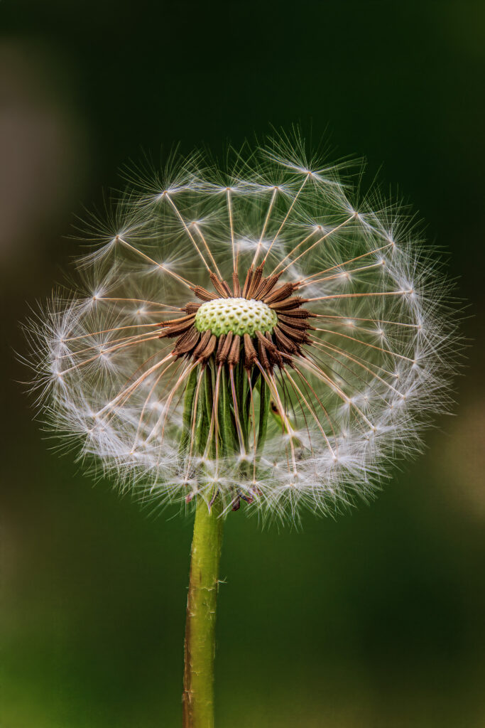 Pusteblume