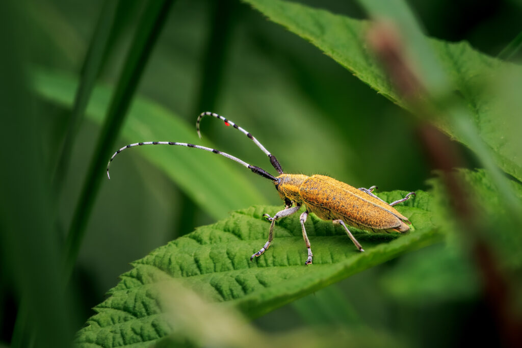 Scheckhorn Distelbock