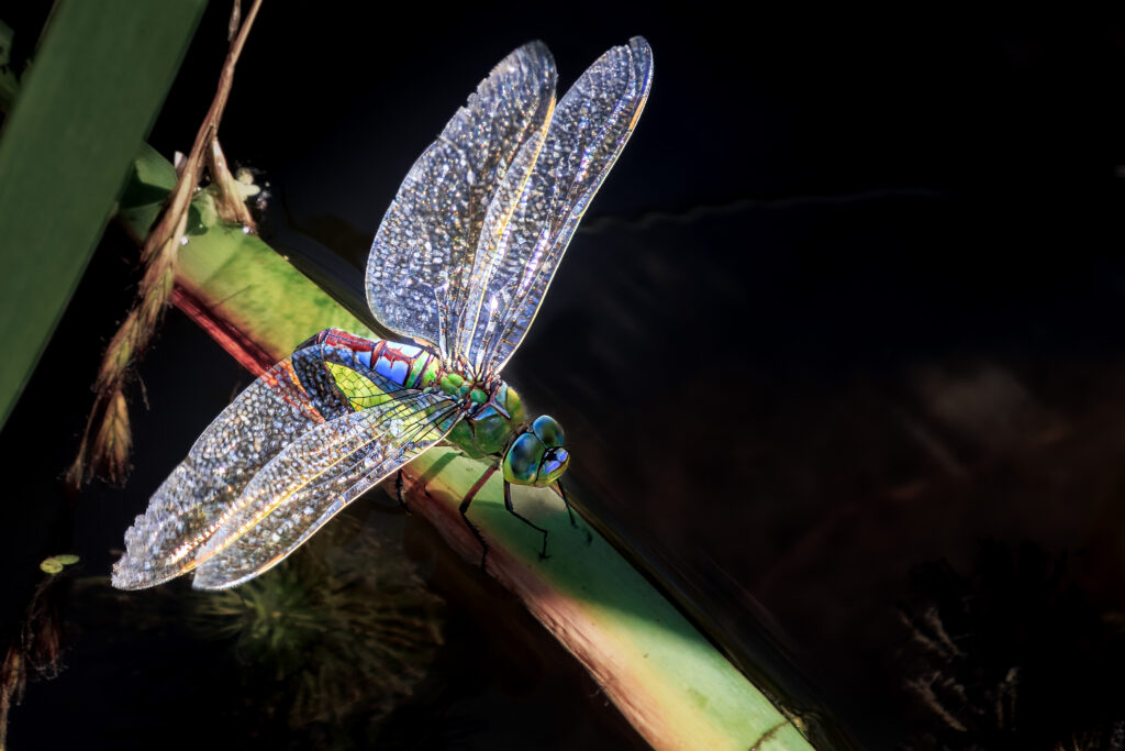 Große Königslibelle