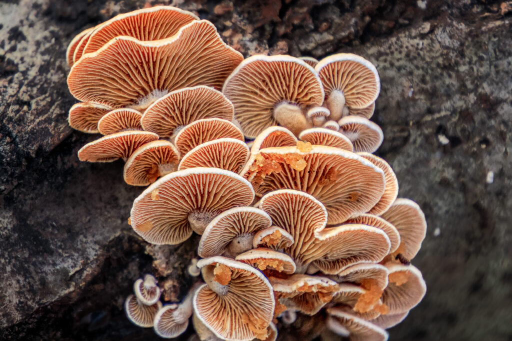 Herber Zwergknäueling