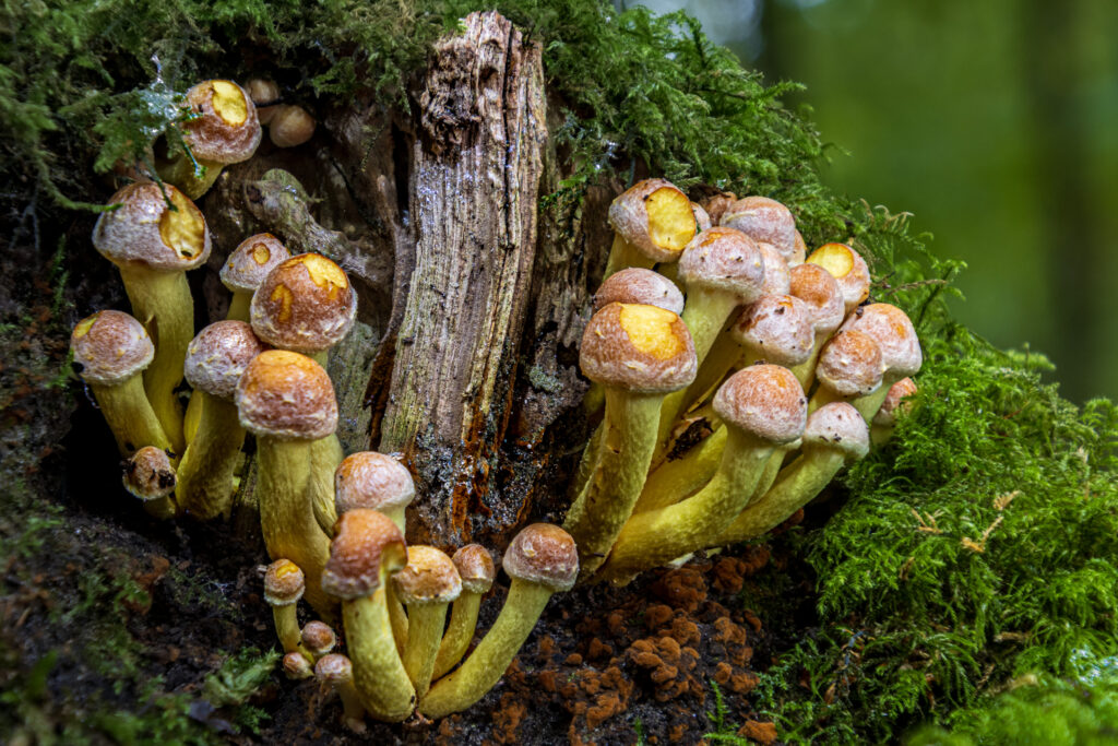 grünblättriger Schwefelkopf