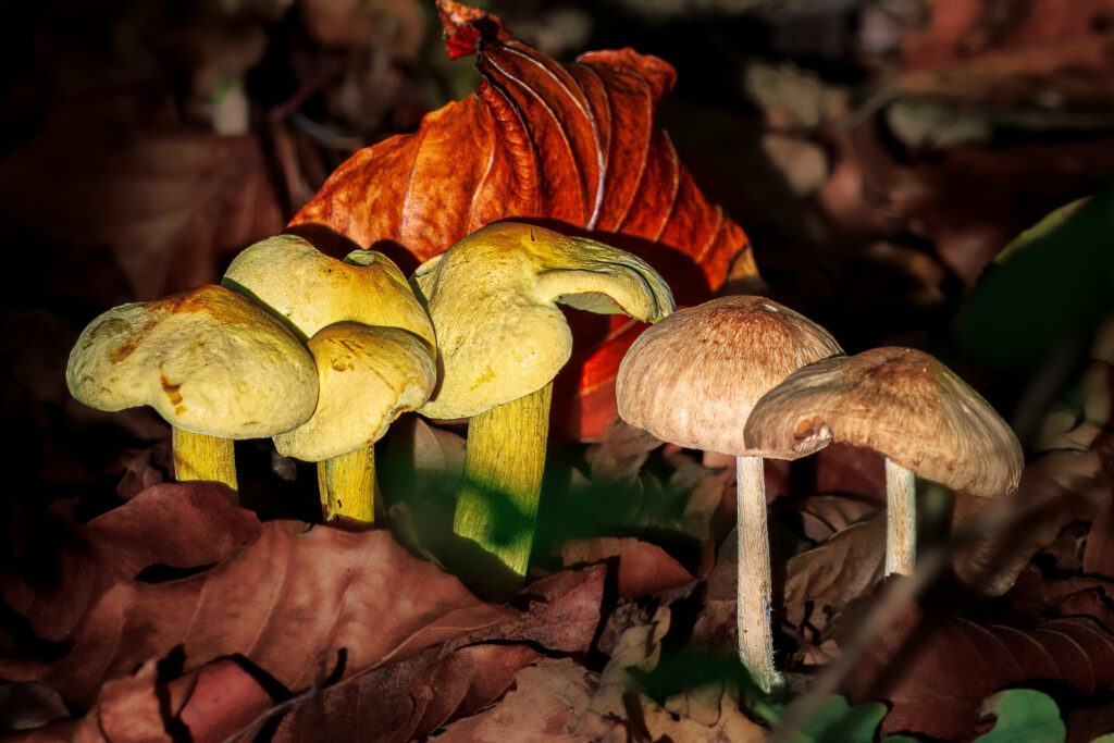 unbestimmte Pilzgrupppe