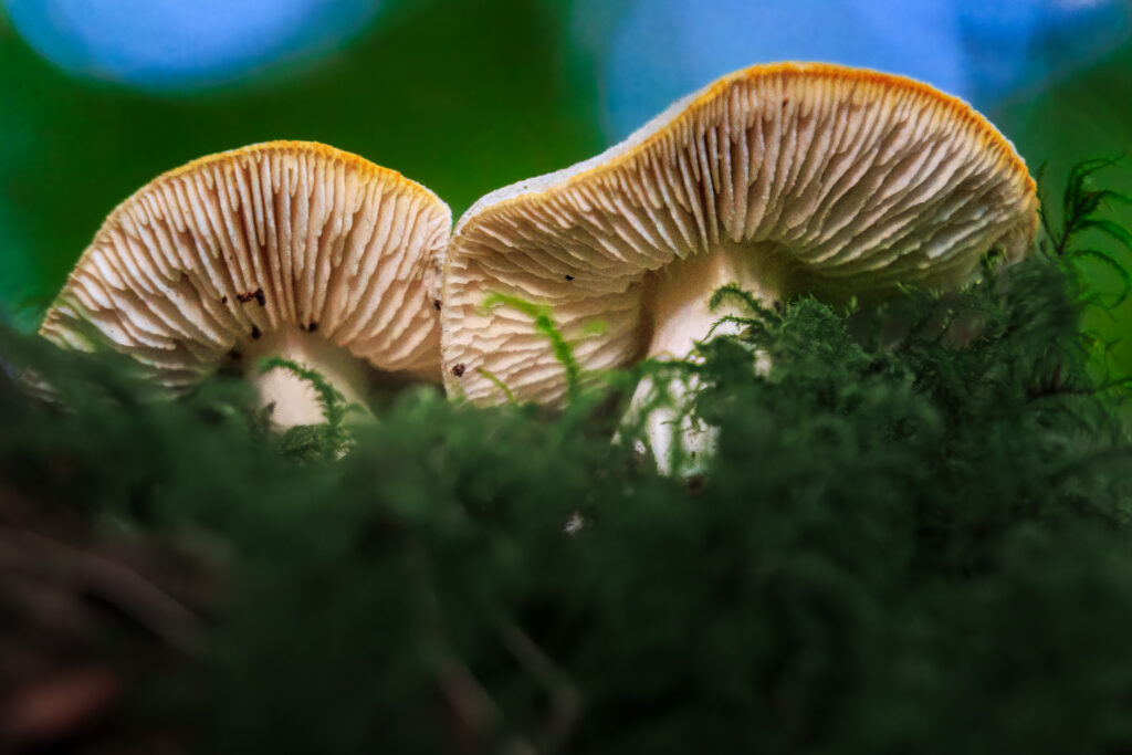 unbestimmte Pilzgrupppe