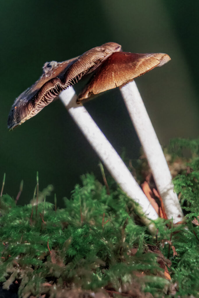 unbestimmte Pilzgrupppe